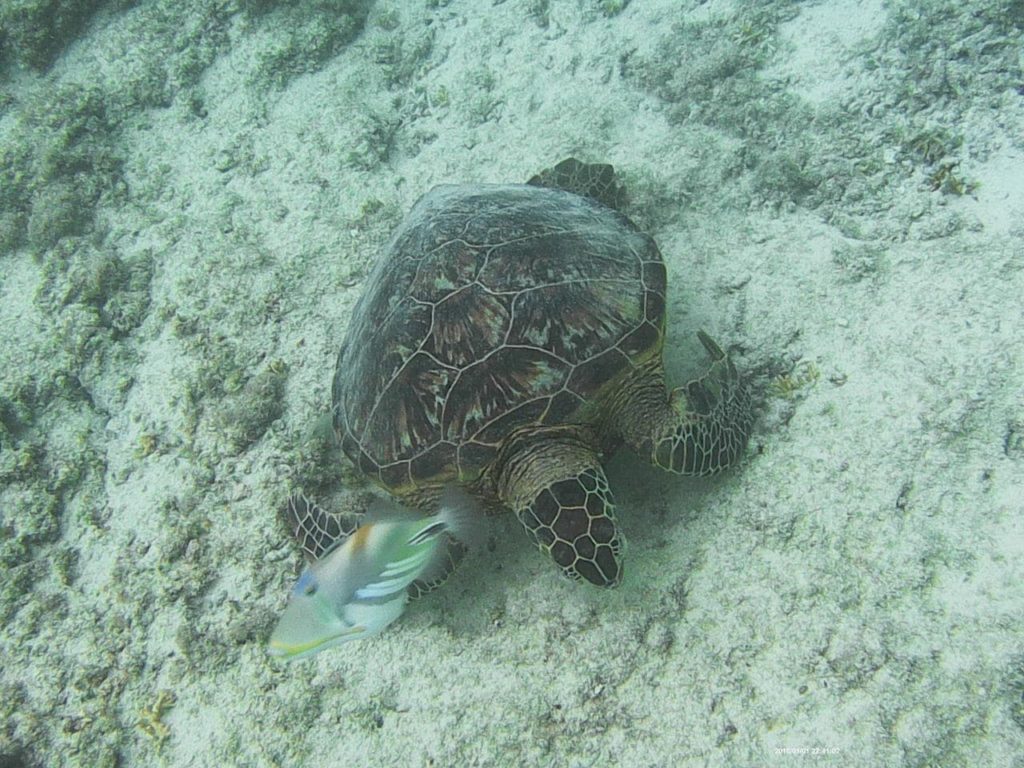 ウミガメシュノーケリング