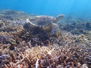 西表島の絶滅危惧種のウミガメ