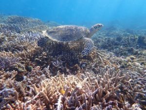 西表島の絶滅危惧種のウミガメ