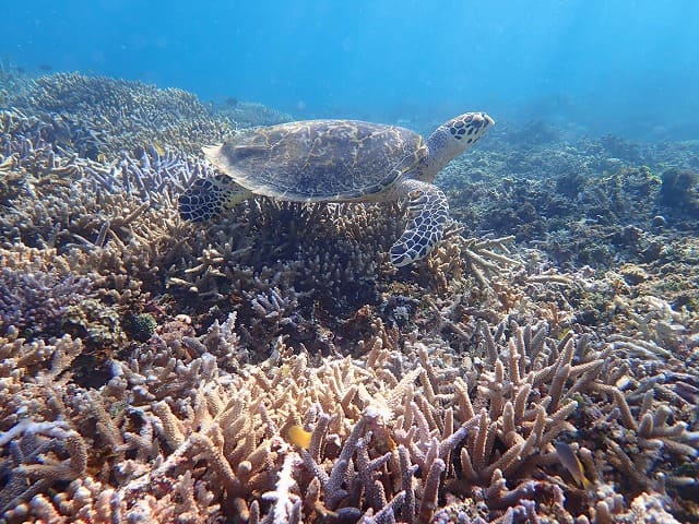 西表島の絶滅危惧種のウミガメ