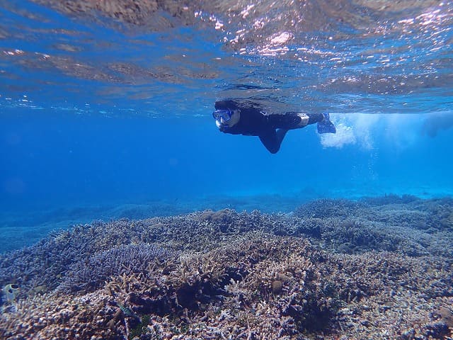 カラフルサンゴいっぱいの西表島の海