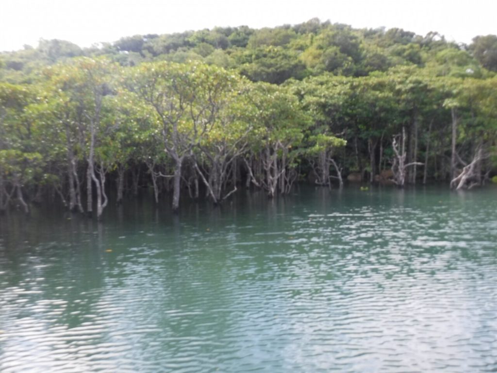 浦内川のマングローブ林
