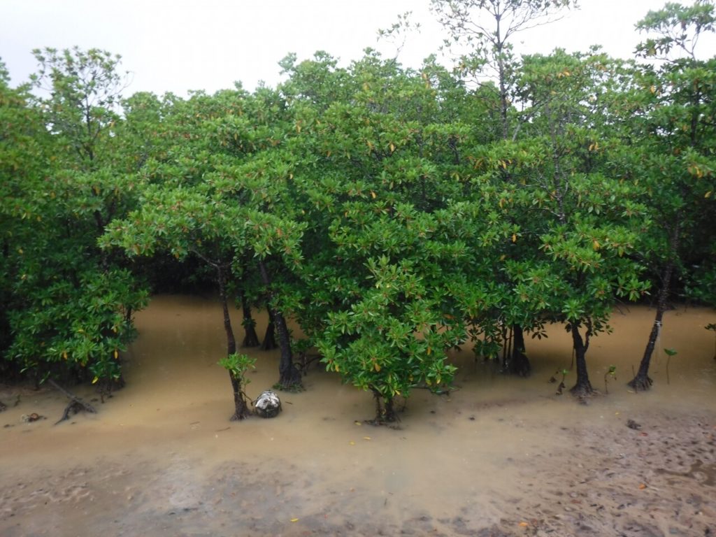 世界自然遺産登録候補地の西表島のマングローブ