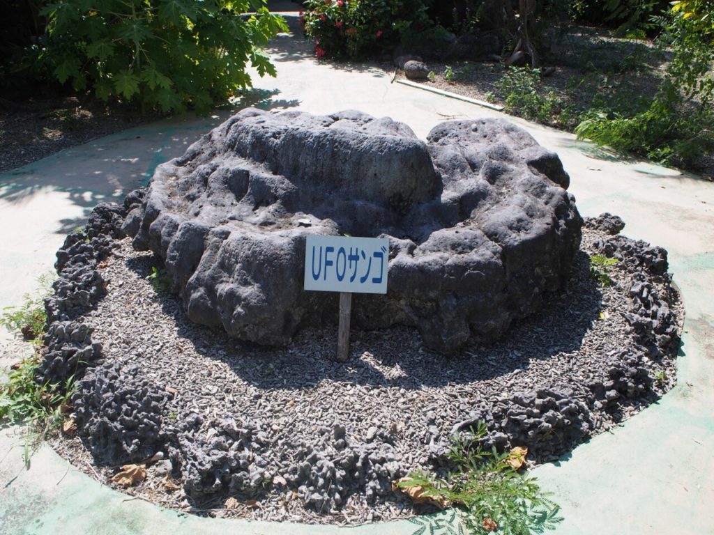 八重山鍾乳洞のUFOサンゴ
