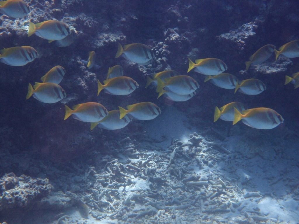 米原ビーチの海中世界