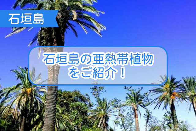 石垣島の植物について