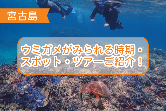 宮古島のウミガメについて