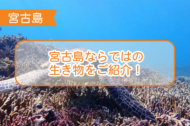 宮古島の生き物について