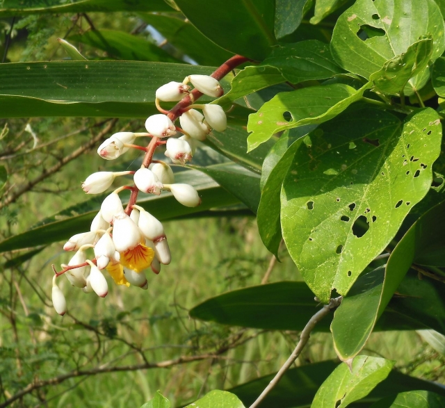 月桃茶を始めとした様々な食事やコスメに利用されている月桃