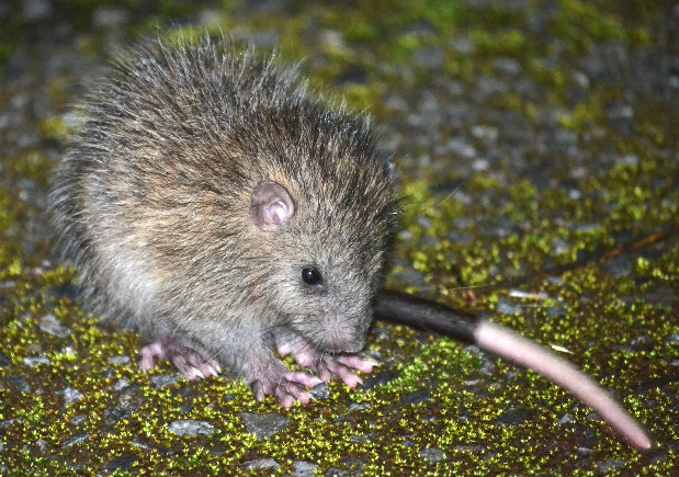 【沖縄本島】南国のリゾート地で出会える生き物ご紹介！