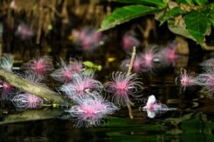 7月の夜明け前のサガリバナの花