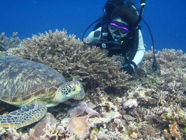 ウミガメとポーズ