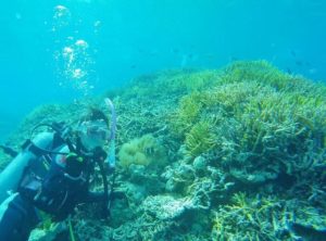 西表島で体験ダイビングに参加し、サンゴ礁を間近で観察