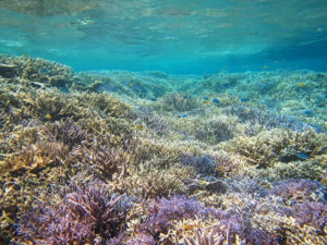 石垣島の海に生息する珊瑚礁