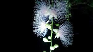 石垣島で見られる幻の一夜花サガリバナ