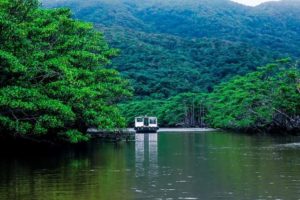 西表島の仲間川遊覧船