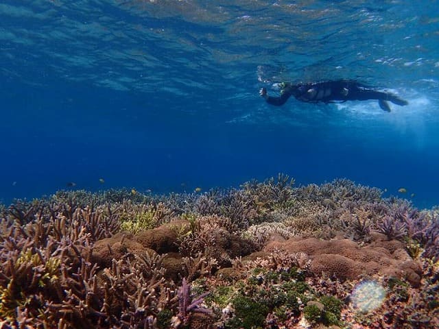 サンゴの海をシュノーケリングする