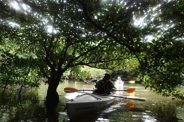 マングローブ林をくぐるカヌー