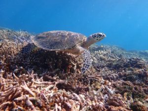 西表島の絶滅危惧種のウミガメ