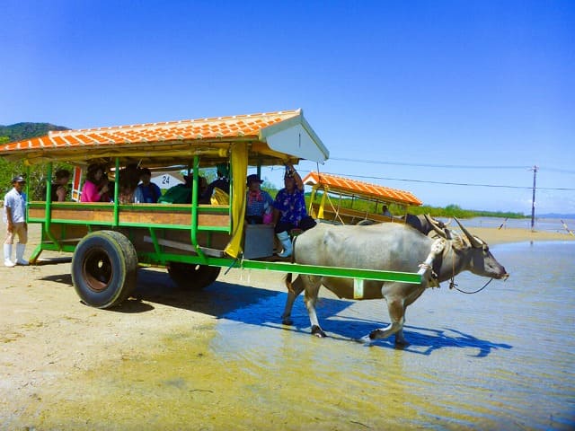 水牛が車を引くところ