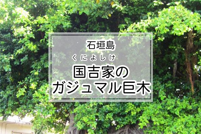 石垣島の国吉家のガジュマル巨木
