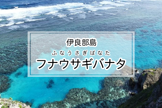 伊良部島のフナウサギバナタ