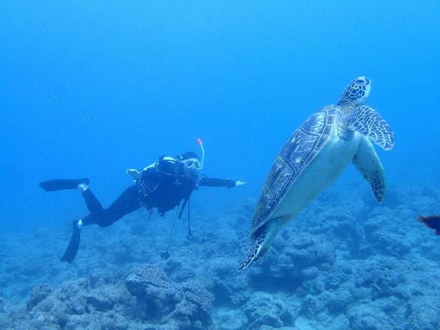 ウミガメとダイビング