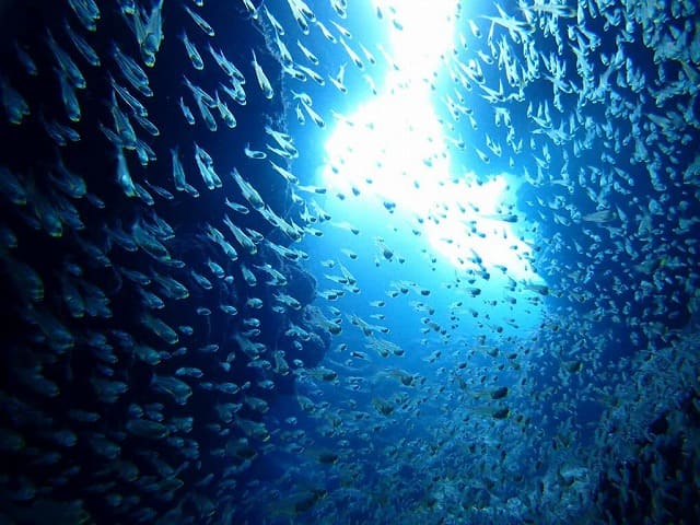 幼魚の大群