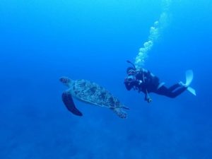 ダイビングでウミガメと一緒に泳ぐ