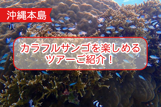 沖縄のサンゴについて