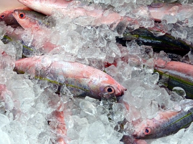 沖縄の釣り好きの間で、特に人気が高い魚