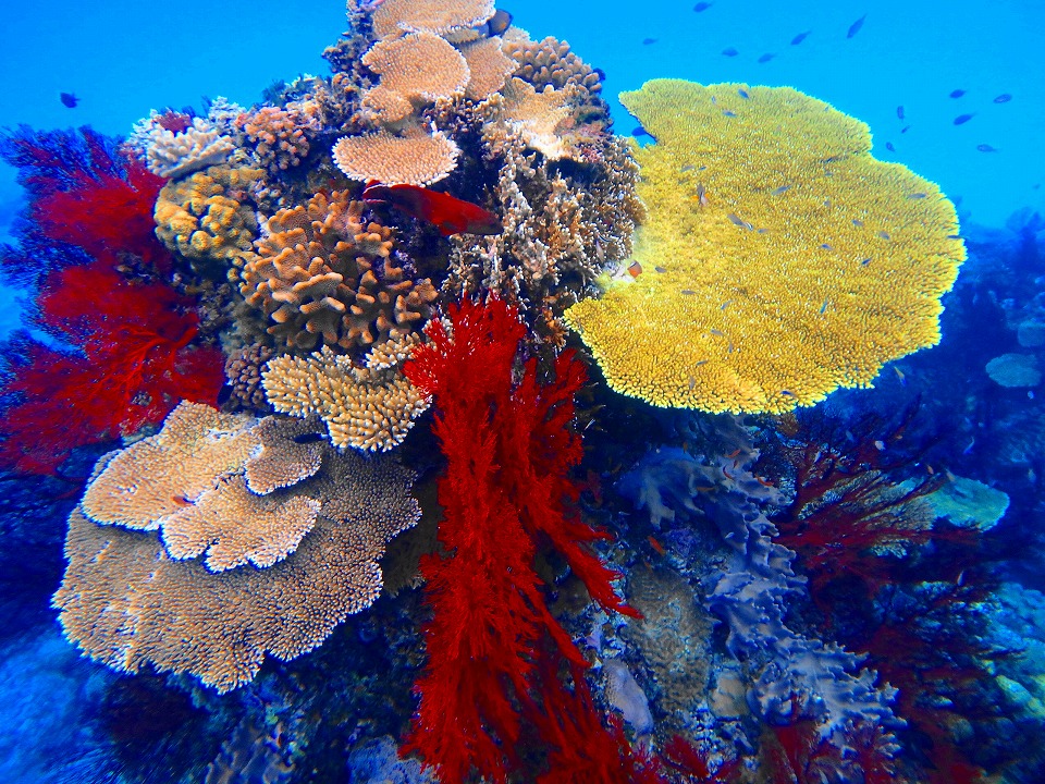 沖縄本島 カラフルサンゴを楽しめるツアーご紹介 沖縄トリップ