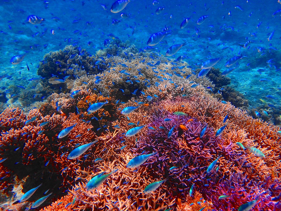 沖縄本島 カラフルサンゴを楽しめるツアーご紹介 沖縄トリップ