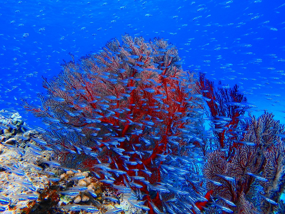 沖縄本島 カラフルサンゴを楽しめるツアーご紹介 沖縄トリップ