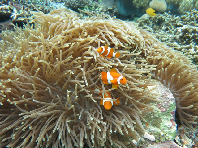 沖縄本島 海のアイドル クマノミ と泳ごう 沖縄トリップ 沖縄最大級のアクティビティ予約サイト