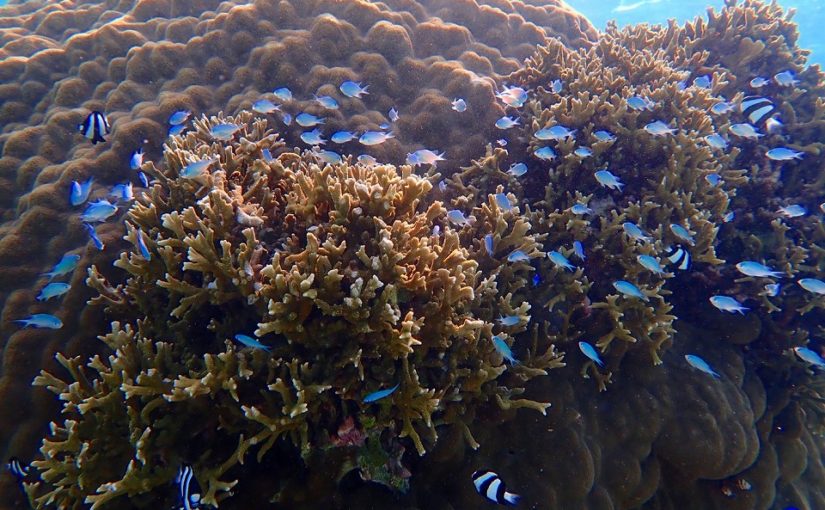 沖縄本島 カラフルサンゴを楽しめるツアーご紹介 沖縄トリップ 沖縄最大級のアクティビティ予約サイト