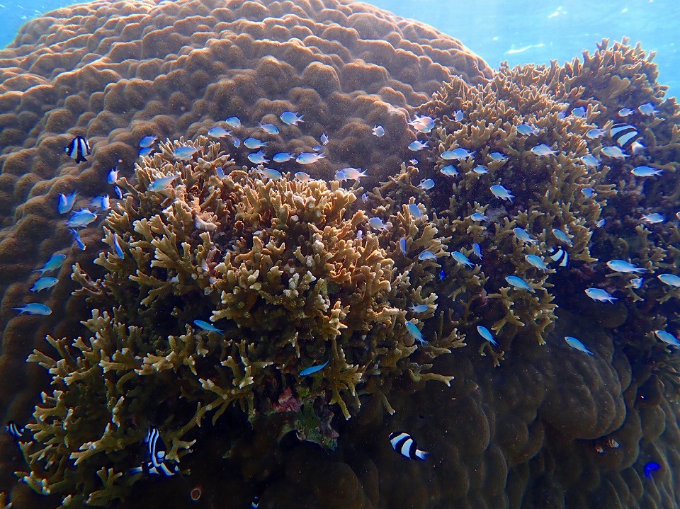沖縄本島 カラフルサンゴを楽しめるツアーご紹介 沖縄トリップ 沖縄最大級のアクティビティ予約サイト 沖縄本島 カラフルサンゴを楽しめるツアーご紹介 沖縄トリップ 沖縄最大級のアクティビティ予約サイト