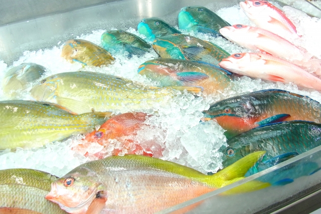 沖縄の釣り好きの間で、特に人気が高い魚