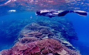 宮古島周辺に生息する珊瑚礁を観察