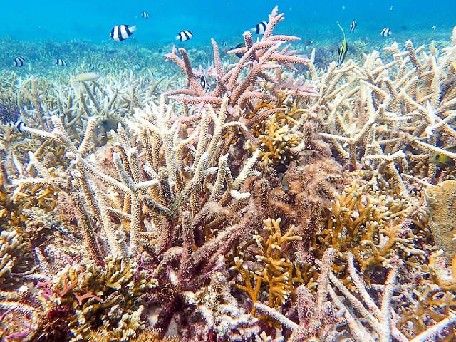 サンゴ礁と海水魚