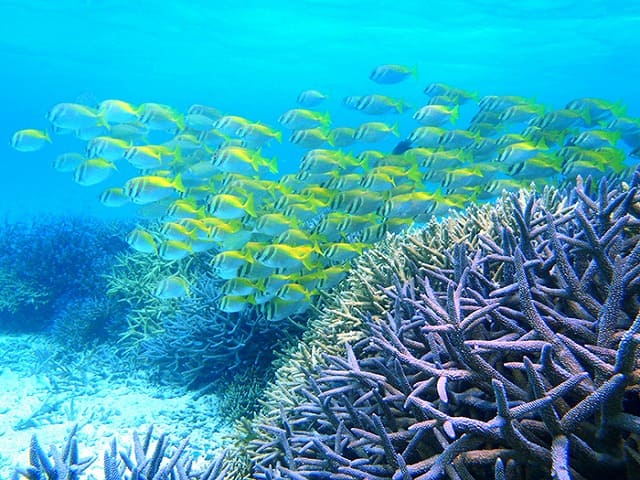 海水魚とサンゴ礁