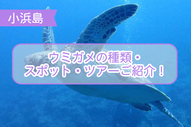 小浜島のウミガメについて