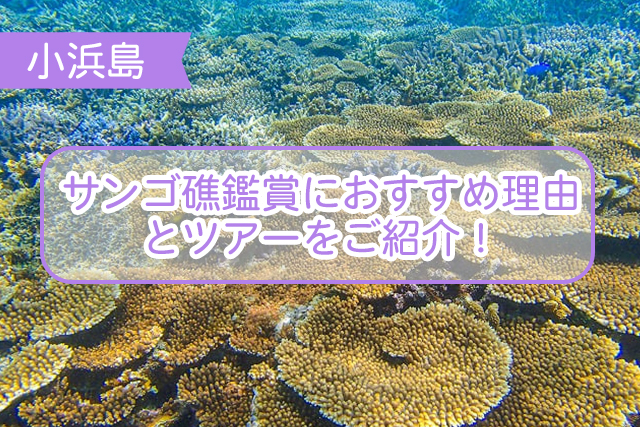 小浜島のサンゴ礁について