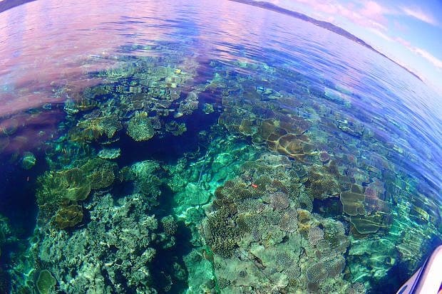 透明度抜群の西表島の海