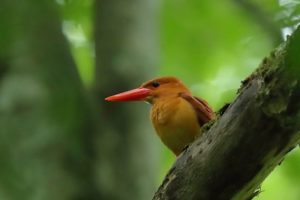 リュウキュウアカショウビン