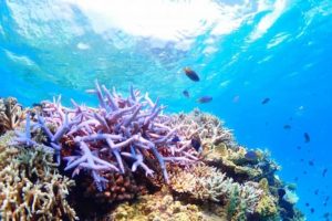 小浜島に生息するカラフルな珊瑚礁と熱帯魚