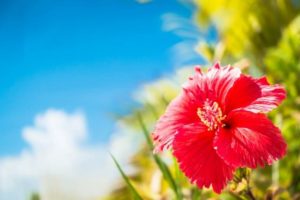 西表島の3月の花であるハイビスカス