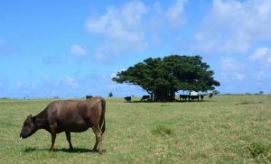 人口より多い黒島の牛
