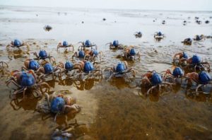 マングローブの湿地帯に生息するミナミコメツキガニ