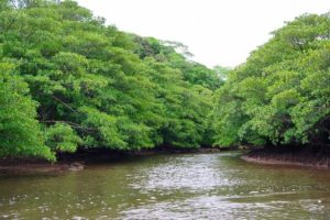 西表島の仲間川